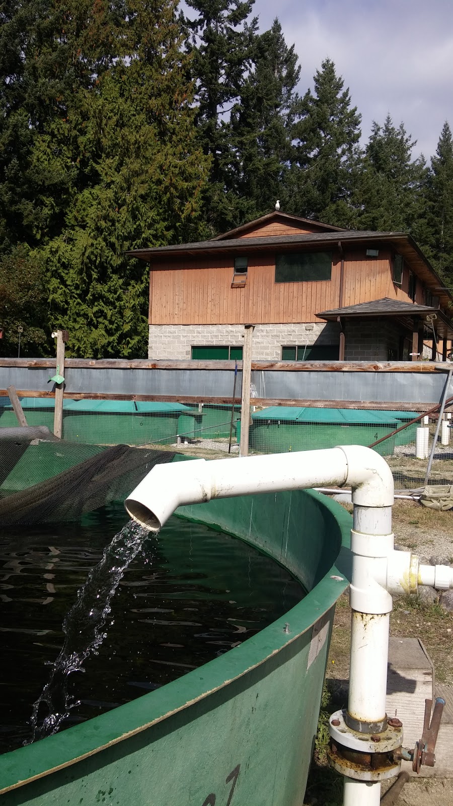 Sunshine Coast Salmonid Enhancement Society | 4381 Parkway Dr, Sechelt, BC V0N 3A1, Canada | Phone: (604) 885-4136