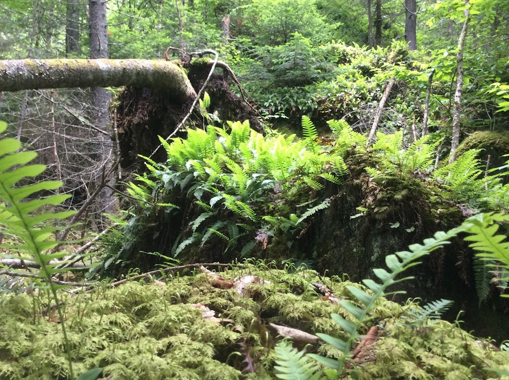 Assoc Tawachiche | 202 Chem. Tawachiche, Lac-aux-Sables, QC G0X 1M0, Canada | Phone: (418) 289-2059