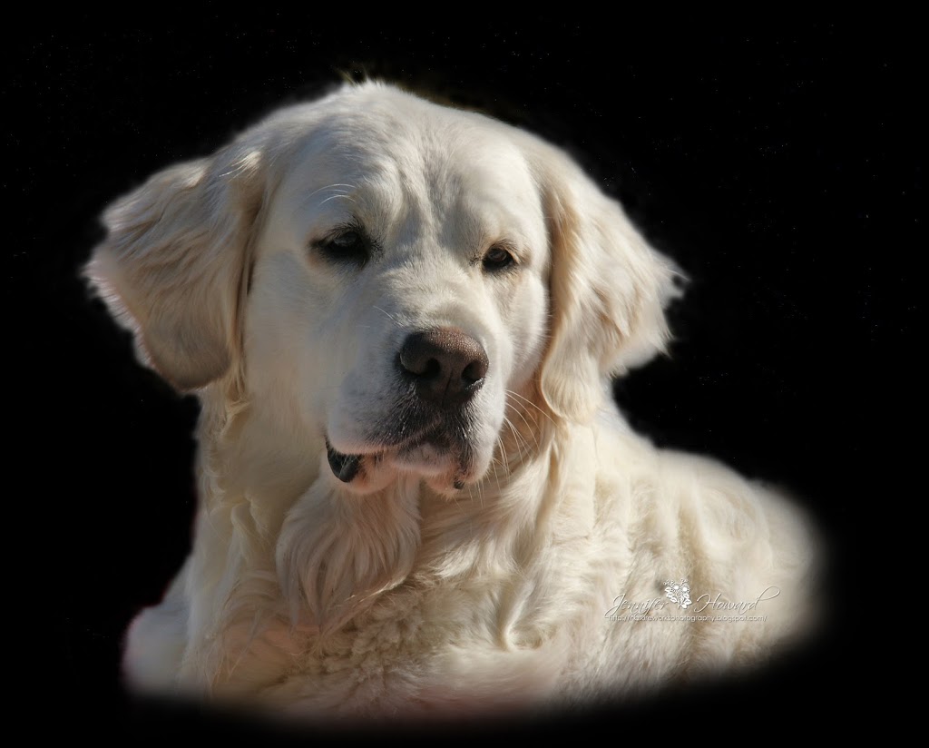 Pet Country Estate | 3087 20th Sideroad, Innisfil, ON L9S 1A8, Canada | Phone: (705) 431-1010