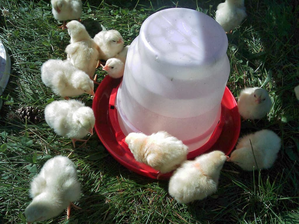Les Fermes Miracle Farms | 2034 Chemin de la Rivière-La Guerre, St-Anicet, QC J0S 1B0, Canada | Phone: (514) 830-9640