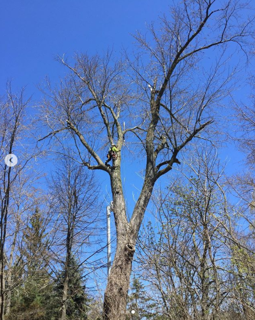 Arborcorp Tree Experts | 251 Third Line, Oakville, ON L6L 4A2, Canada | Phone: (905) 827-9103