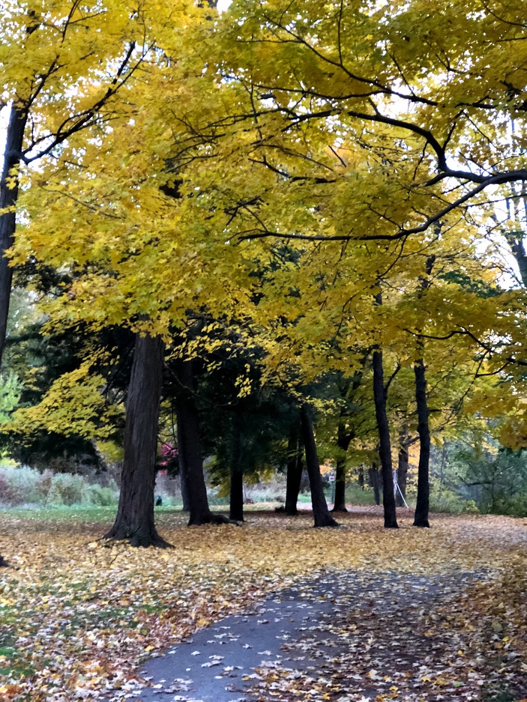 Hague Park | 300 Bellamy Rd N, Toronto, ON M1H, Canada