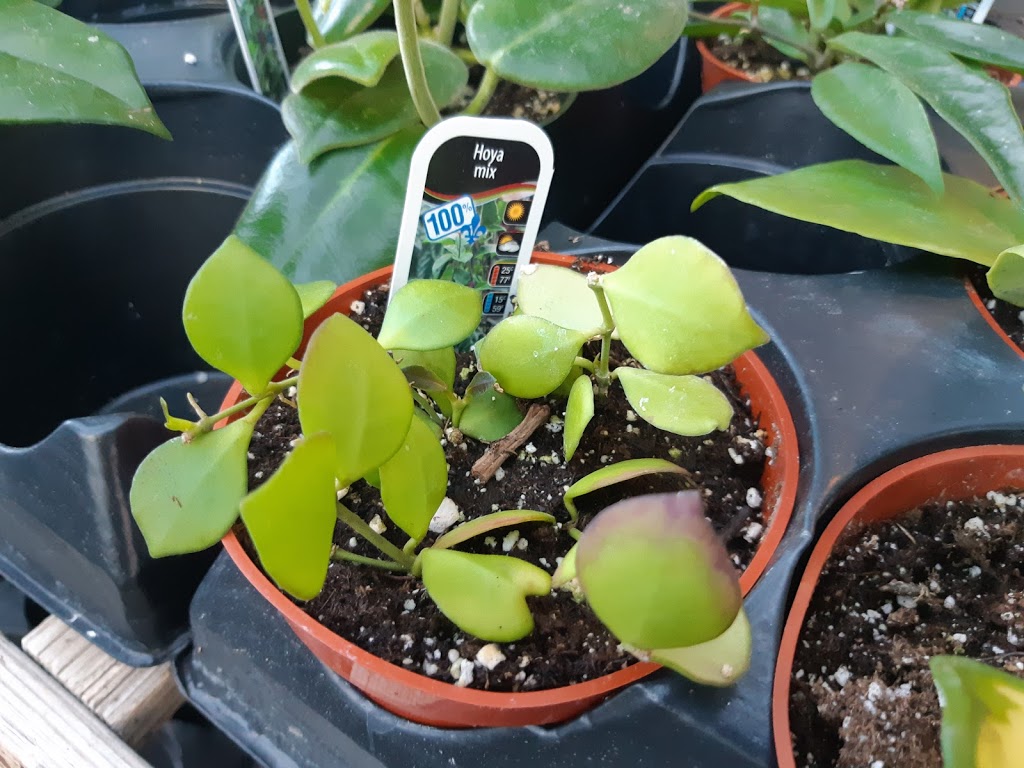 Cactus Fleuri Inc (Le) | 1850 Rang N Ouest, Sainte-Madeleine, QC J0H 1S0, Canada | Phone: (450) 795-3383
