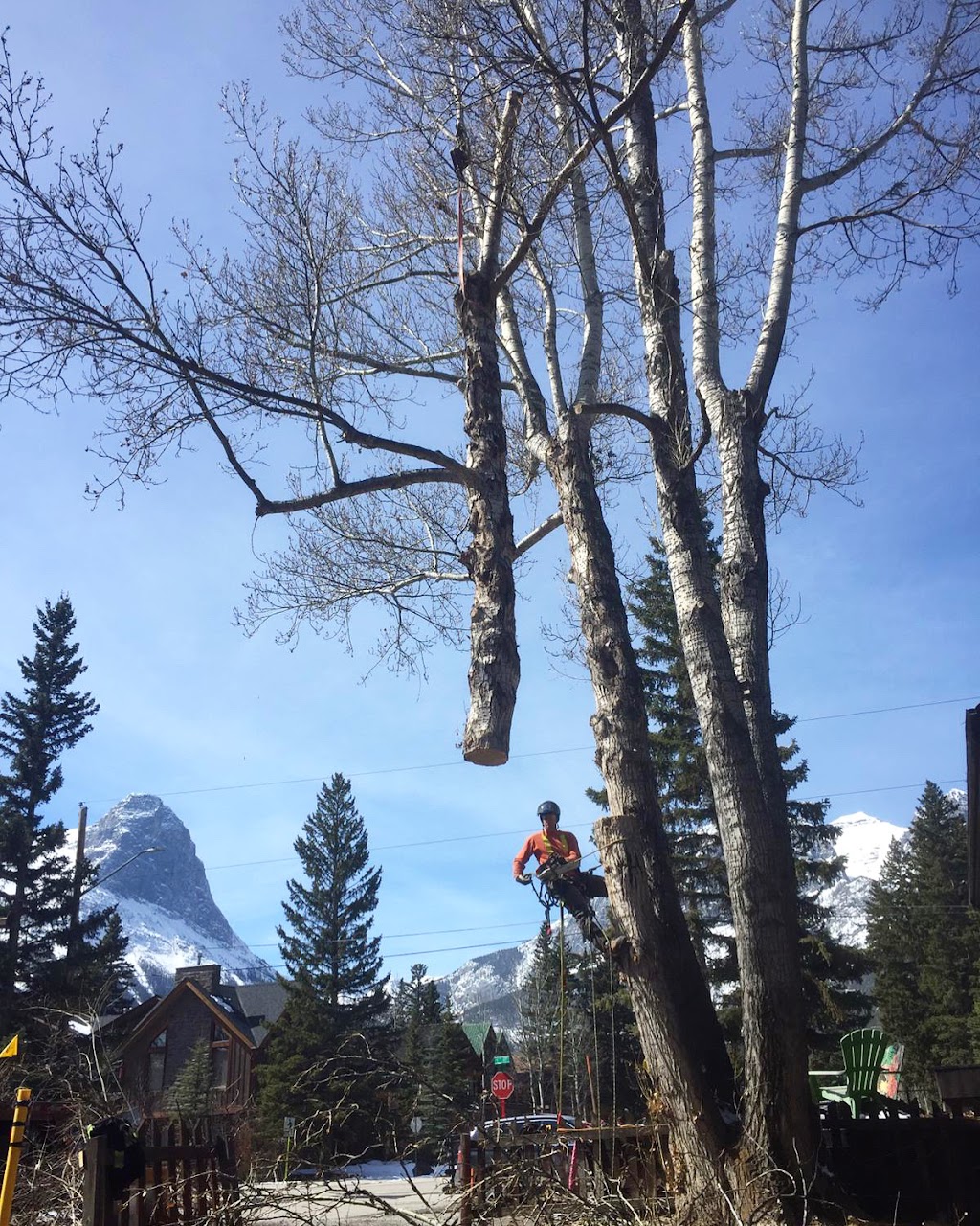 Alpine Precision Tree Services Ltd. | Unit 11, #1 Cougar Mountain Cres, Exshaw, AB T0L 2C0, Canada | Phone: (403) 678-7312