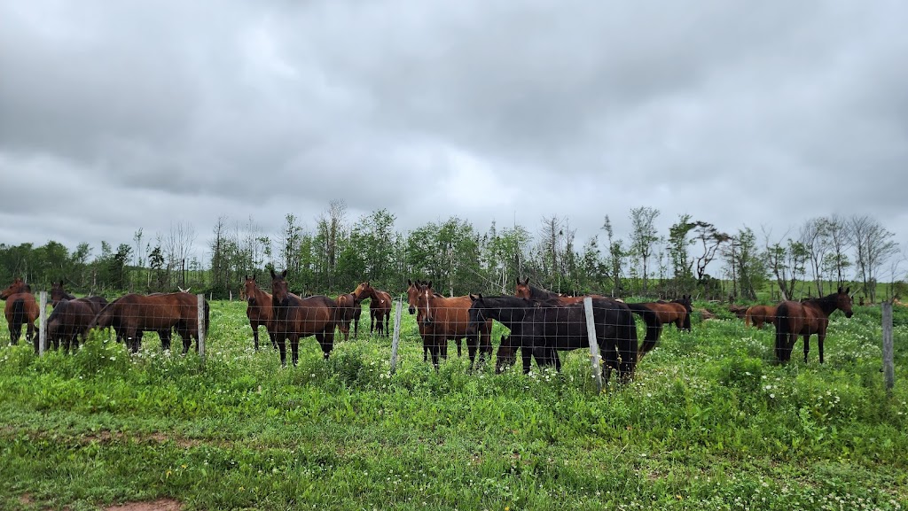 Moonlight Animal Sanctuary (Horse) | 69 Mitchell Rd, Cardigan, PE C0A 1G0, Canada | Phone: (902) 969-0397