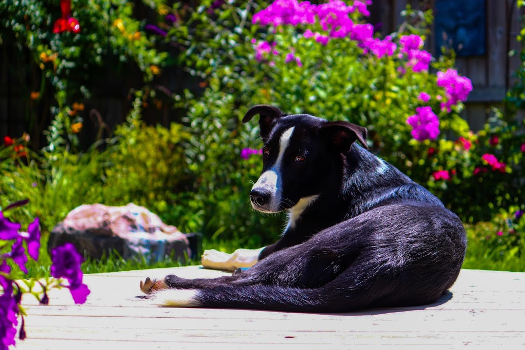 Pickering Animal Hospital | 1450 Kingston Rd, Pickering, ON L1V 1C1, Canada | Phone: (905) 420-1734