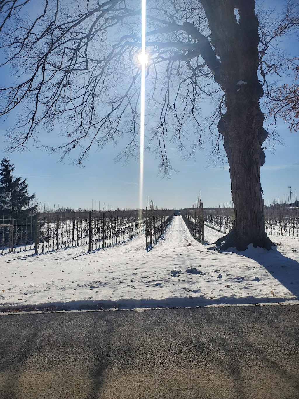 Moore House Fine Alpacas | 417 Tice Rd, Ridgeville, ON L0S 1M0, Canada | Phone: (905) 892-8252