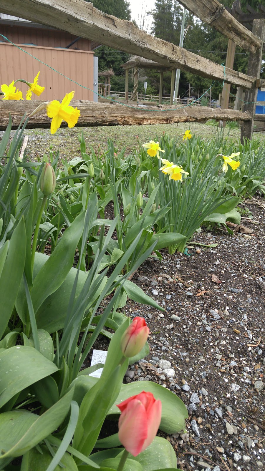 Burquitlam Community Garden Park | 515 Ebert Ave, Coquitlam, BC V3J 2L1, Canada | Phone: (604) 927-3000