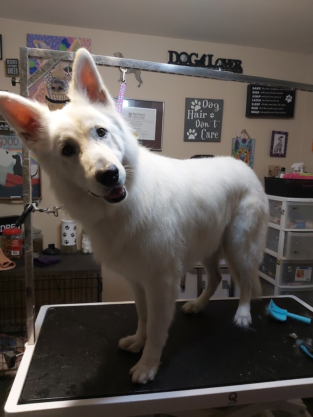 Dos 4 Doggies | 43 Elginfield Dr, Guelph, ON N1E 4E5, Canada | Phone: (519) 820-3164