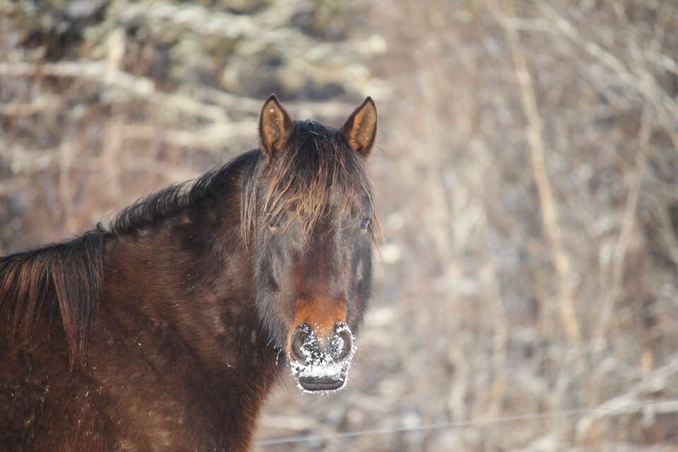 Equine Solace | 3925 E River West Side Rd, Eureka, NS B0K 1B0, Canada | Phone: (902) 923-2008