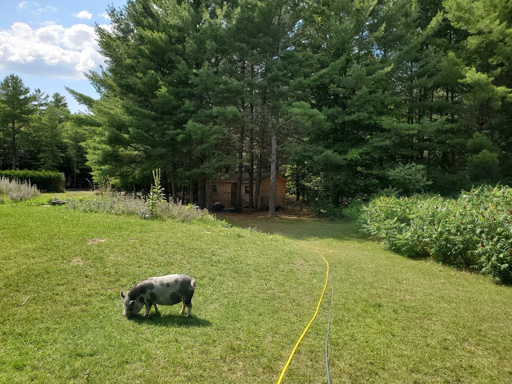 The Pigs of Pearly Acre | 618 Golf Course Rd, Lakefield, ON K0L 2H0, Canada | Phone: (647) 966-4931
