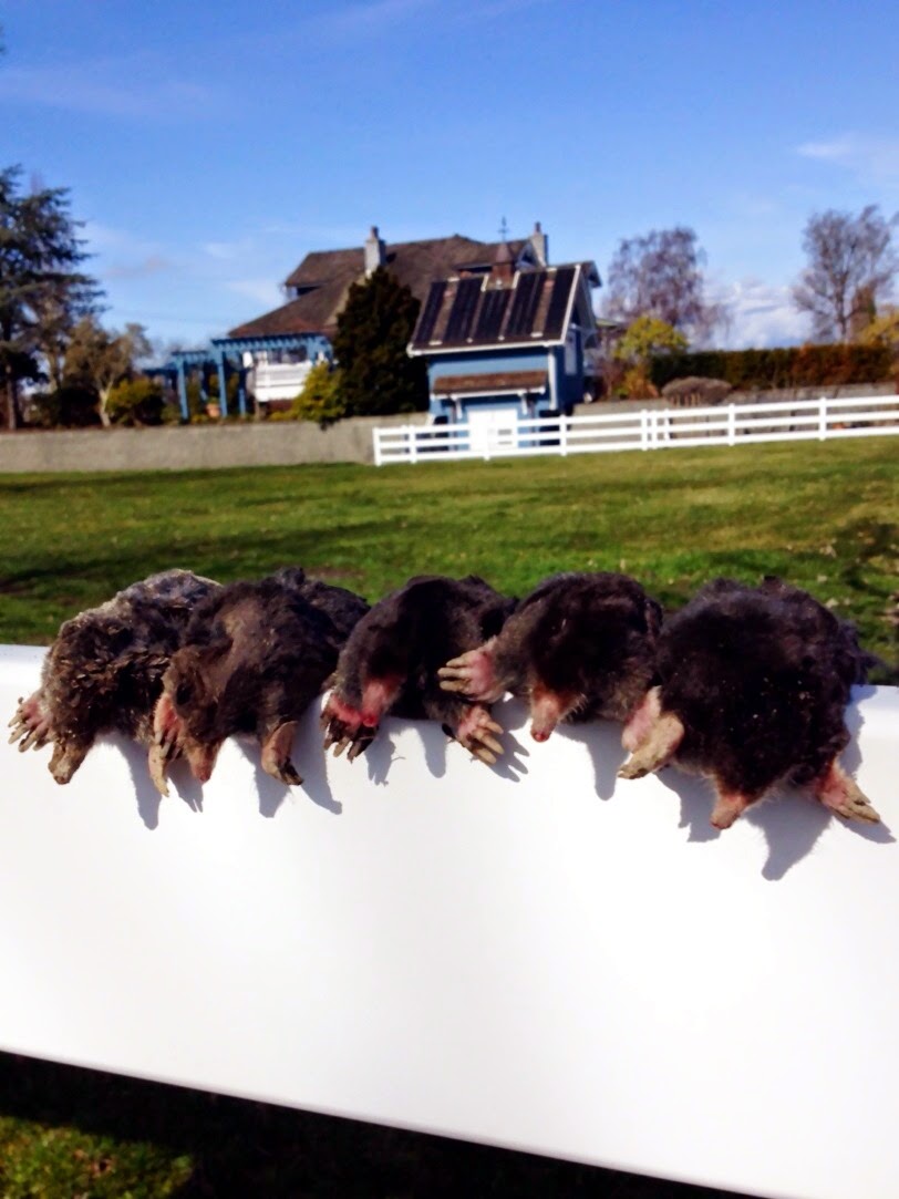 ARG Mole Removal | 5261 Lynn Pl, Delta, BC V4K 1E8, Canada | Phone: (604) 274-6653