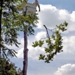 Brantford Tree Service | 565 Paris Rd, Brantford, ON N3T 6M2, Canada | Phone: (519) 756-6068