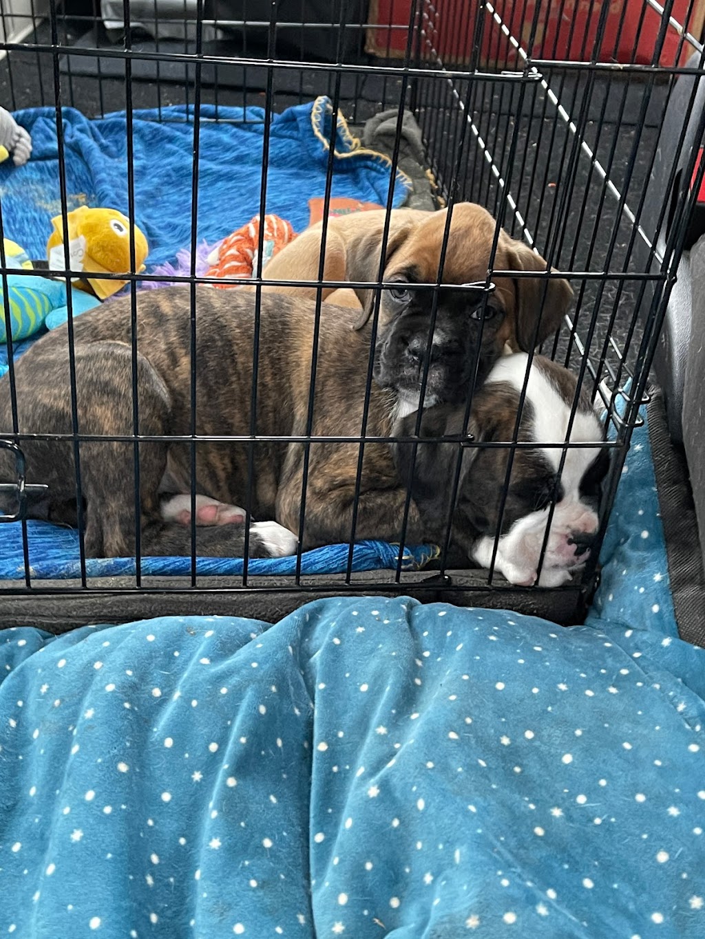 Ciciboxerpups | 12826 Lakeshore Rd, Wainfleet, ON L0S 1V0, Canada | Phone: (226) 934-8310