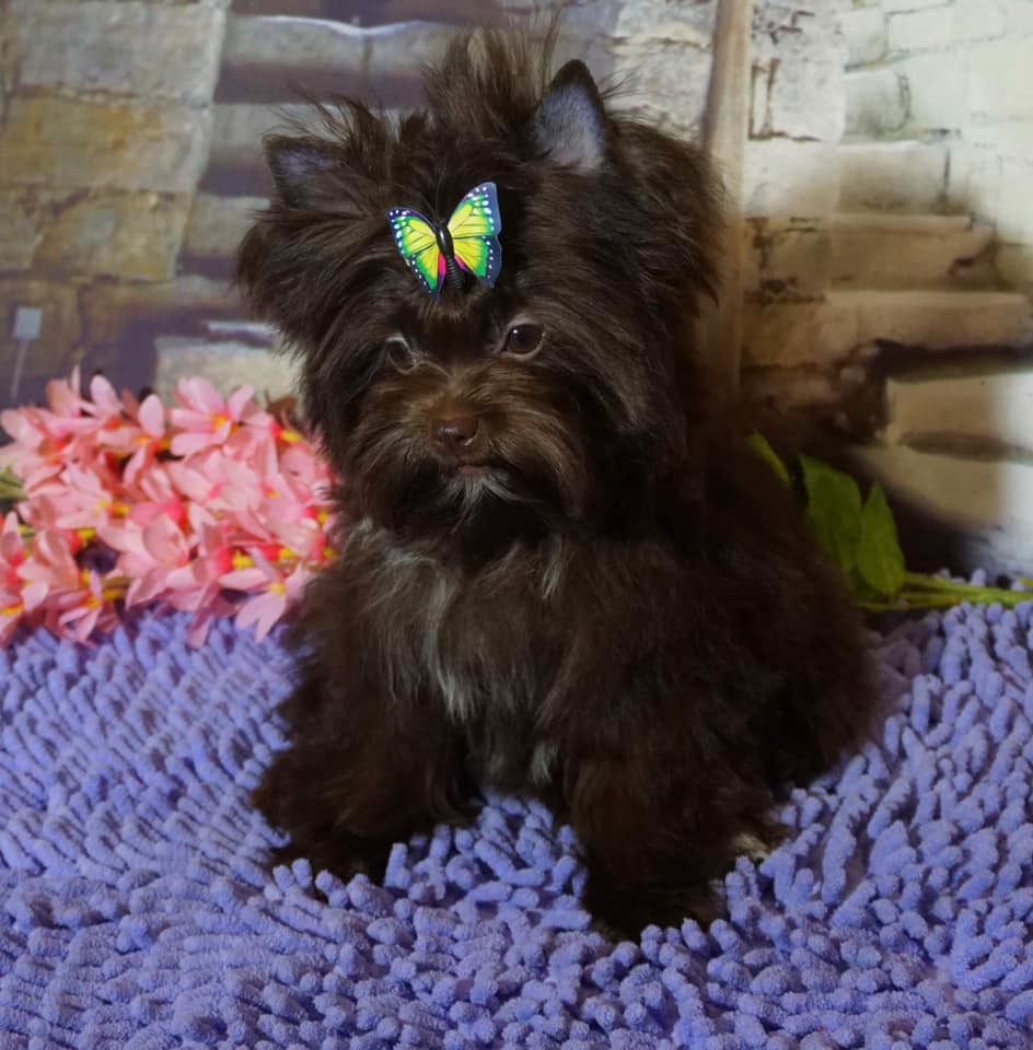 my lovely yorky | 273 Québec 116, Dosquet, QC G0S 1H0, Canada | Phone: (418) 728-0076
