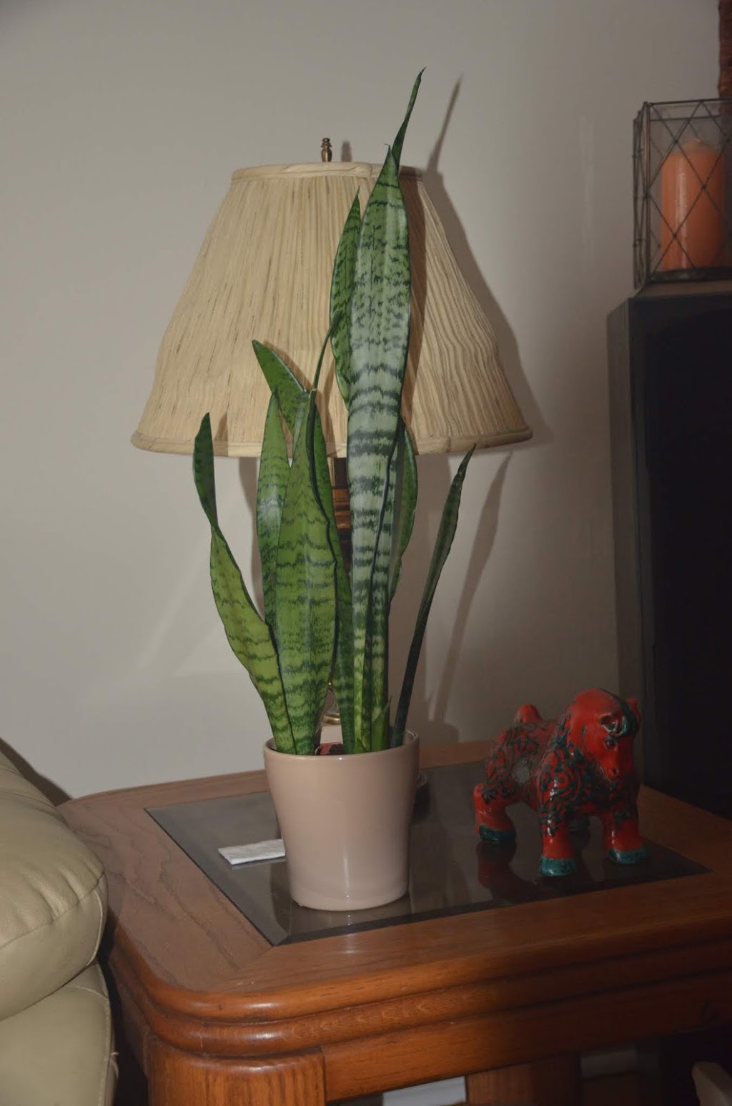InteriorPlants.ca | 3092 Mavis Rd, Mississauga, ON L5C 1T8, Canada | Phone: (416) 904-7344