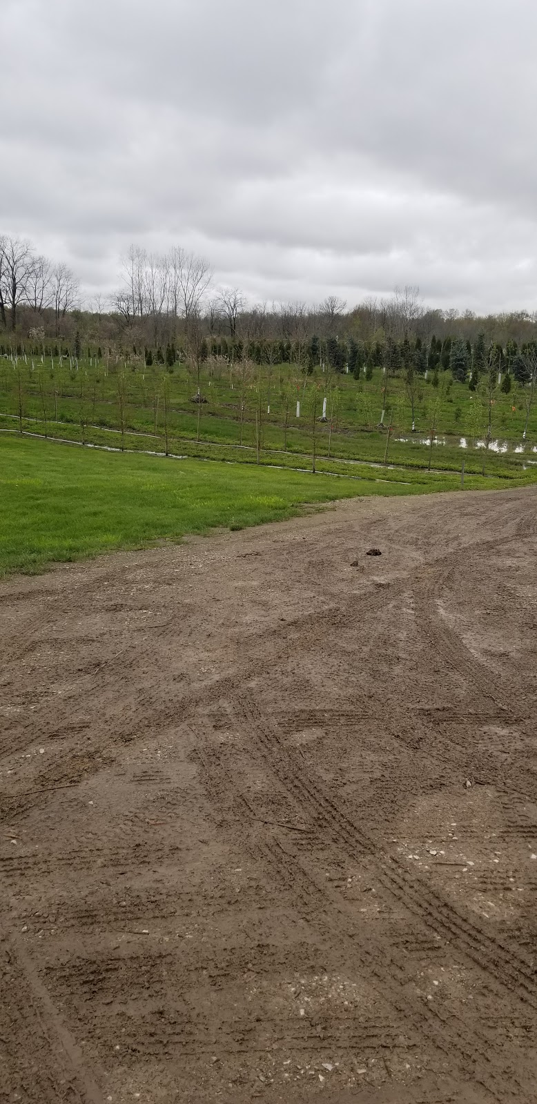 Cedarbrook Tree Farm | 10326 Hedley Dr RR#2, Ilderton, ON N0M 2A0, Canada | Phone: (519) 495-4778