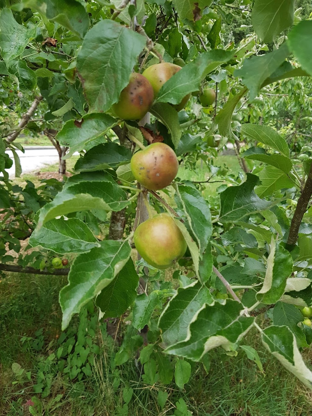 Copley Community Orchard | 3587 Copley St, Vancouver, BC V5N 5B2, Canada