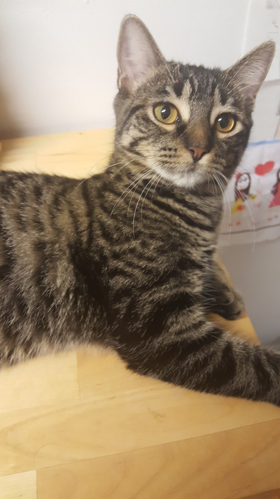 Dixie Eglinton Animal Clinic | 6-5120 Dixie Rd, Mississauga, ON L4W 4J7, Canada | Phone: (905) 282-0002