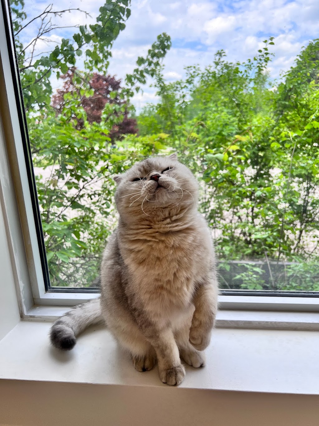 Chubby Meows Cat Hotel | 12285 Yonge St, Richmond Hill, ON L4E 3M7, Canada | Phone: (437) 973-1819