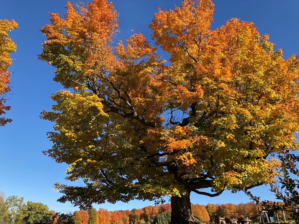 Domaine des Cotes dArdoise | 879 Rue Bruce, Dunham, QC J0E 1M0, Canada | Phone: (450) 295-2020