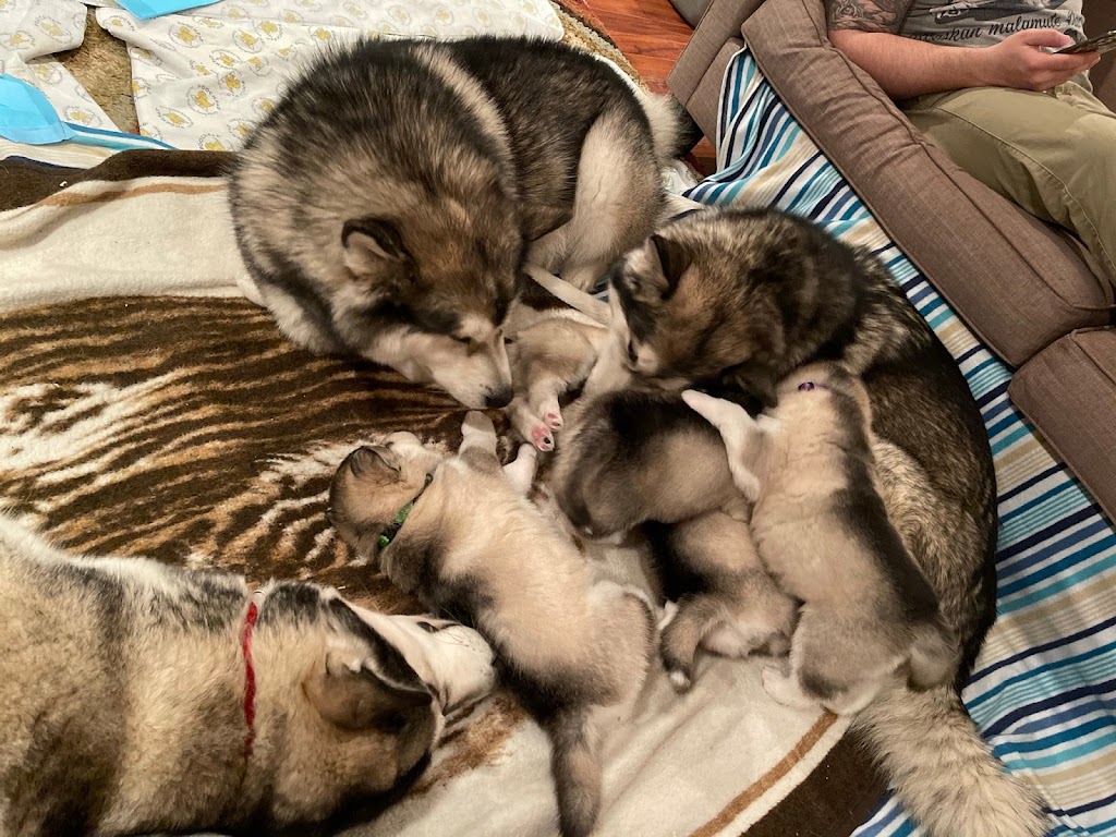 NovaMal Alaskan Malamutes | 12 Atlantic View Dr, Lawrencetown, NS B2Z 1R4, Canada | Phone: (902) 441-1981
