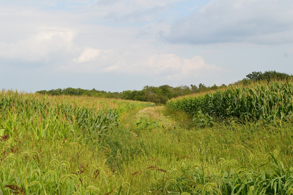 Louth Conservation Area | 3193 Staff Ave, Jordan Station, ON L0R 1S0, Canada | Phone: (905) 788-3135