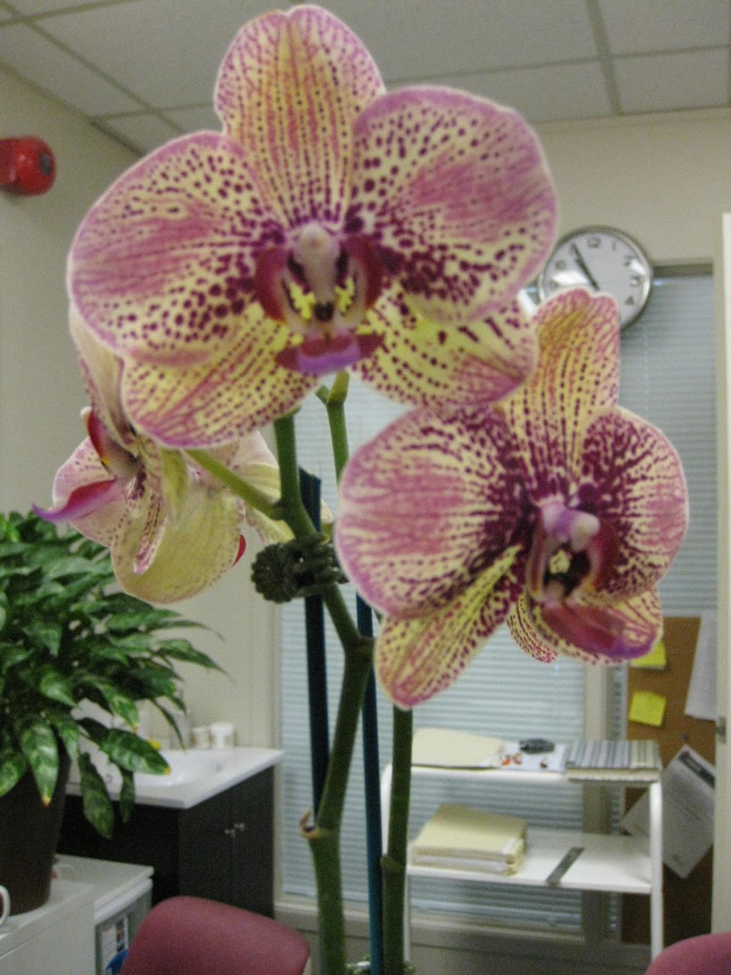 Minda Natural Health & Acupuncture Clinic | 1390 Prince of Wales Dr #300, Ottawa, ON K2C 3N6, Canada | Phone: (613) 796-2688