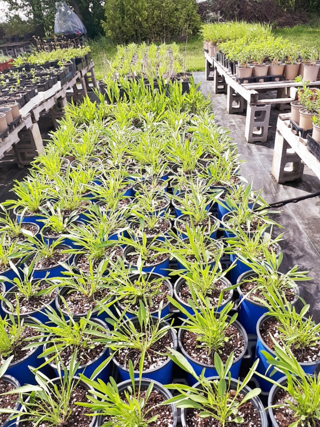 Green Side Up Environmental Services | 121 Grassy Rd, Omemee, ON K0L 2W0, Canada | Phone: (289) 892-2827