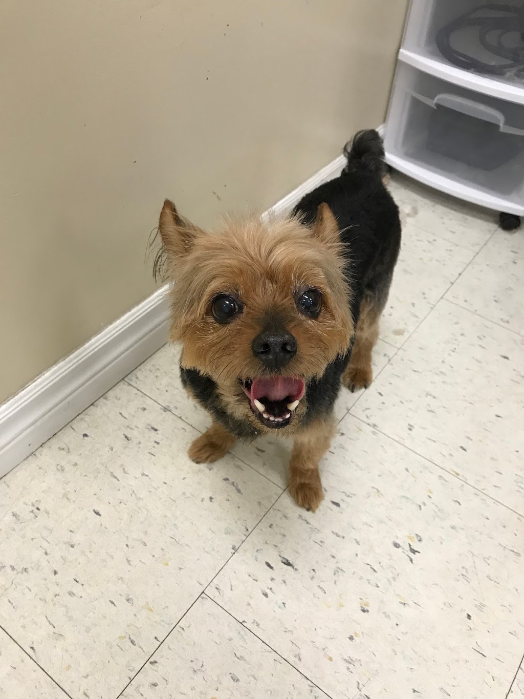 Cuttles Dog Grooming & Boutique Inc | 8099 Weston Rd Unit 26, Woodbridge, ON L4L 0C1, Canada | Phone: (905) 264-6500
