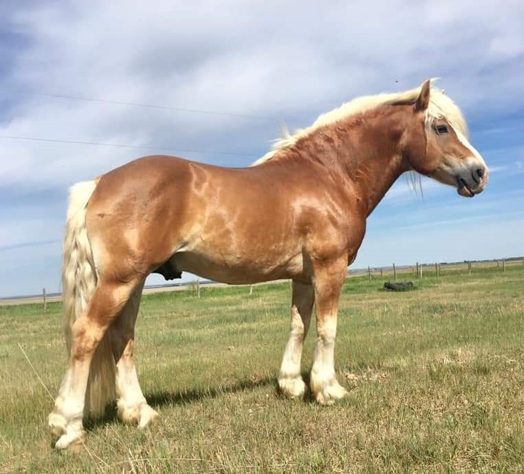 Alberta Family Horses Haflingers | AB-873, Rainier, AB T0J 2M0, Canada | Phone: (403) 363-2621