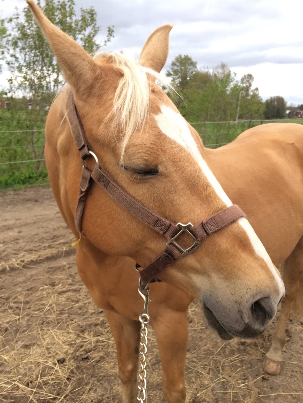 Centre Equestre Des Sables | 571 Chem. des Sables O, Pintendre, QC G6C 1B6, Canada | Phone: (418) 837-7185