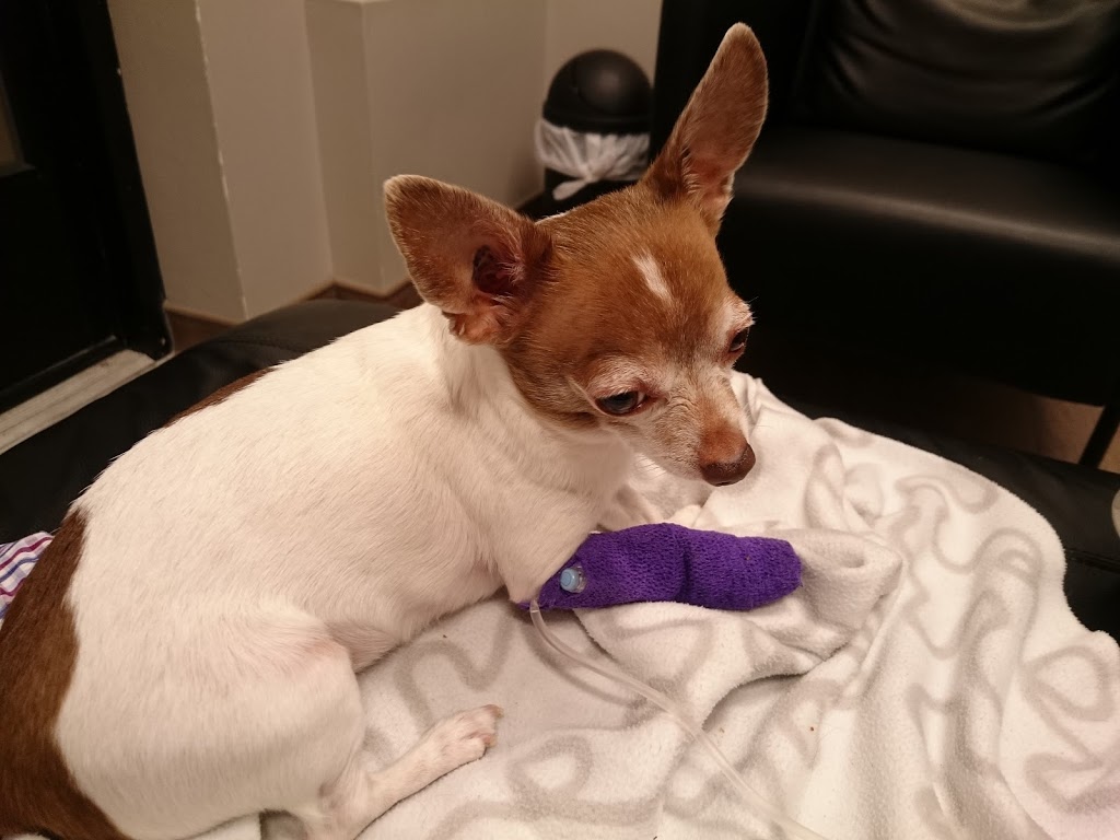 Southglen Veterinary Hospital | 730 St Annes Rd, Winnipeg, MB R2N 0A2, Canada | Phone: (204) 452-0077