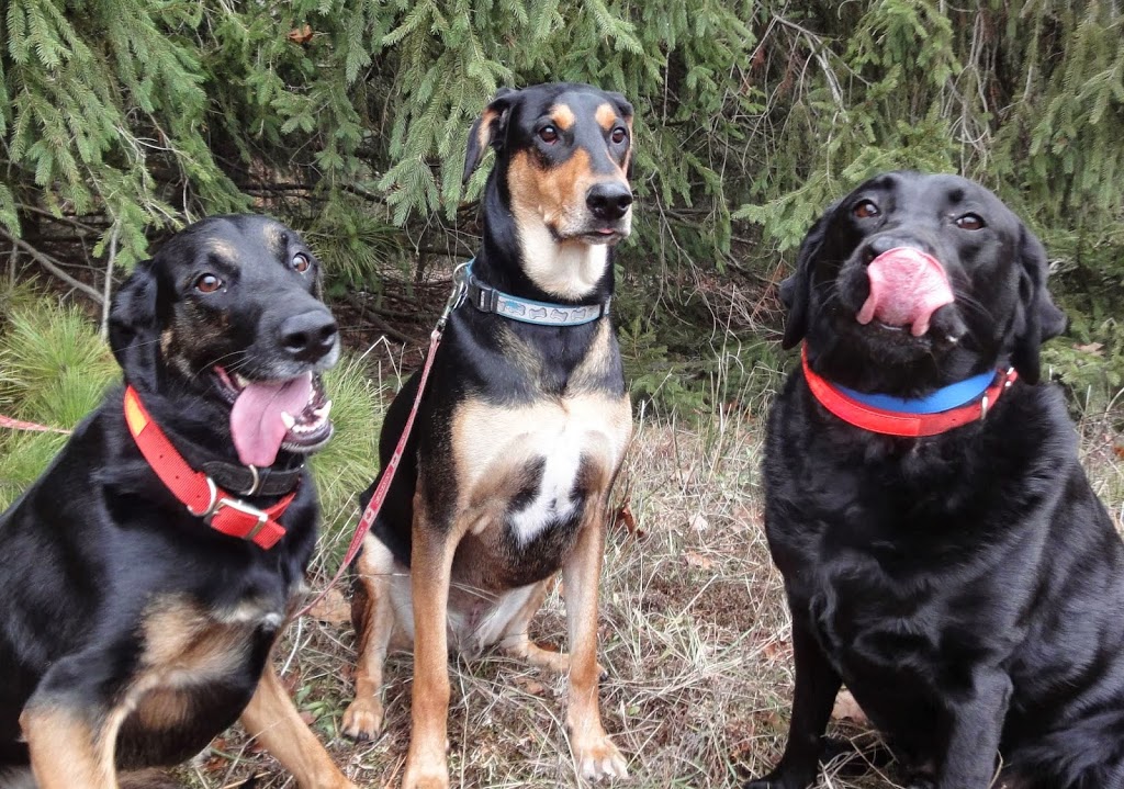 Paws to Claws Pet Services | 2832 Line 12, Bradford, ON L3Z 2A5, Canada | Phone: (289) 231-9205