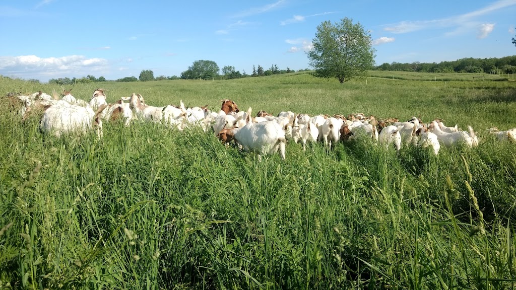 Big Creek Goats | 1438 Brant County Hwy 54, Caledonia, ON N3W 2G9, Canada | Phone: (905) 981-1789