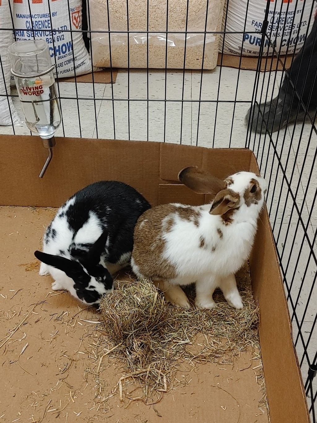 The Pet Store Shediac | 620 Main St, Shediac, NB E4P 2H3, Canada | Phone: (506) 351-8000