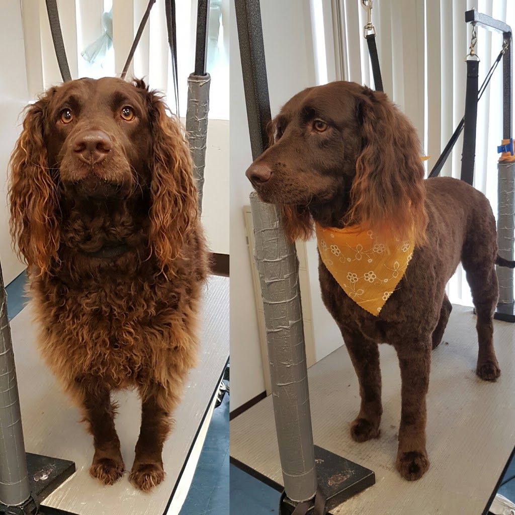 Canine Wellness Dog Grooming Boutique and Spa | 1 Queen St, Cookstown, ON L0L 1L0, Canada | Phone: (647) 766-7833