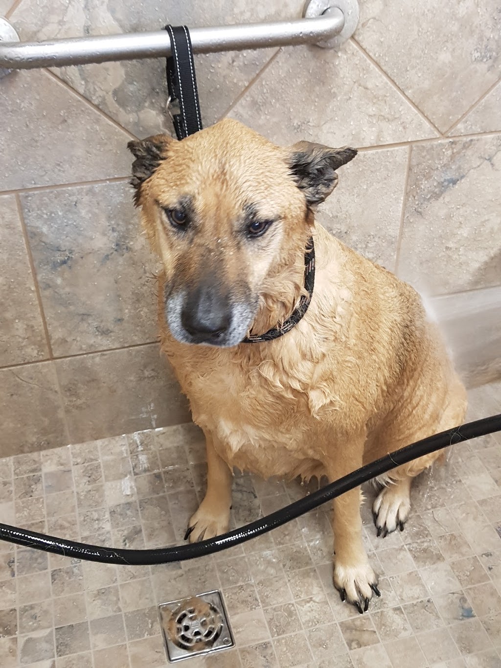 Pet Valu | 3300 Portage Ave, Winnipeg, MB R3K 0Z1, Canada | Phone: (204) 837-3227