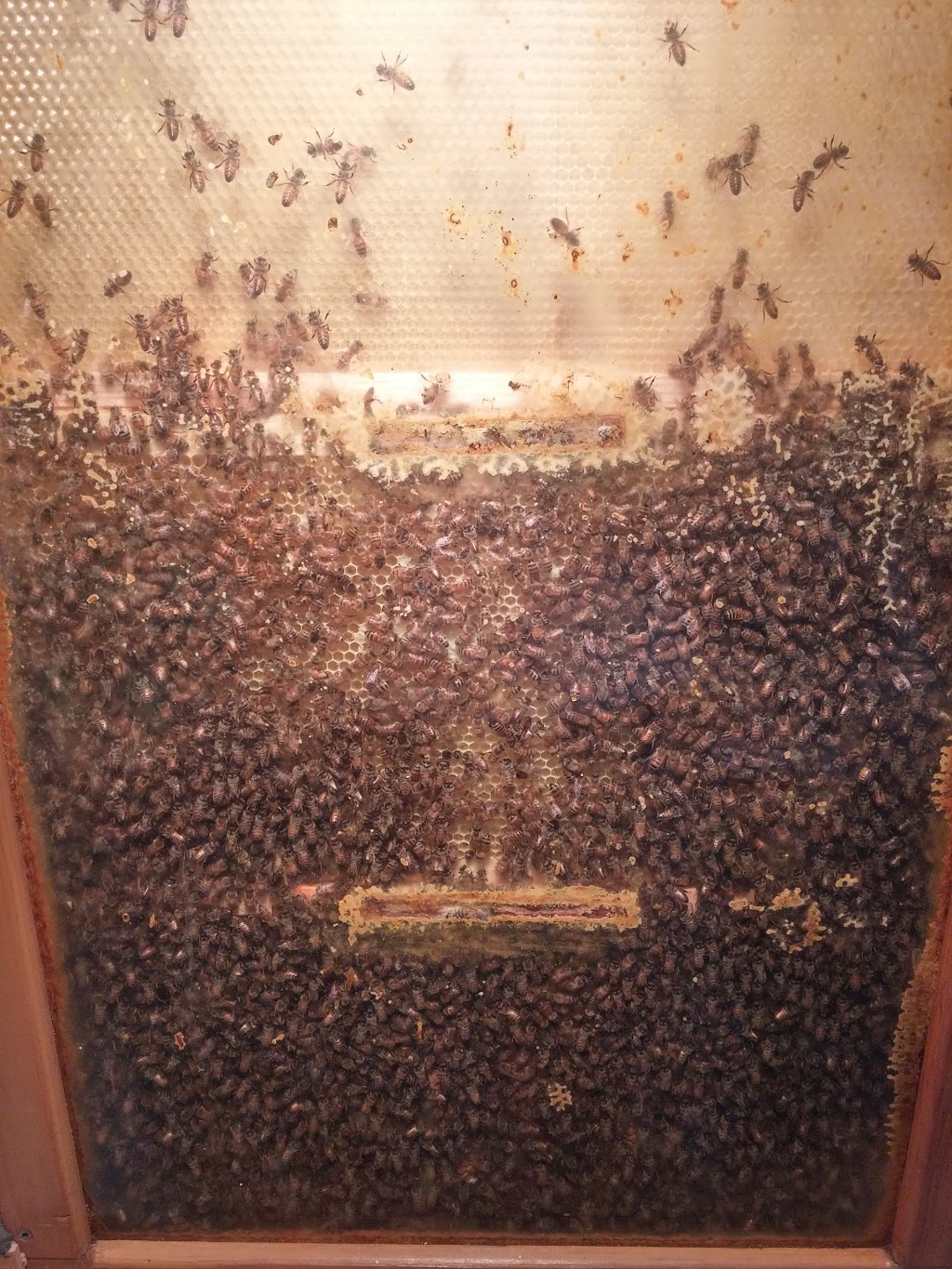 Sun Parlor Honey Ltd | 238 County Rd 14, Cottam, ON N0R 1B0, Canada | Phone: (519) 839-4000