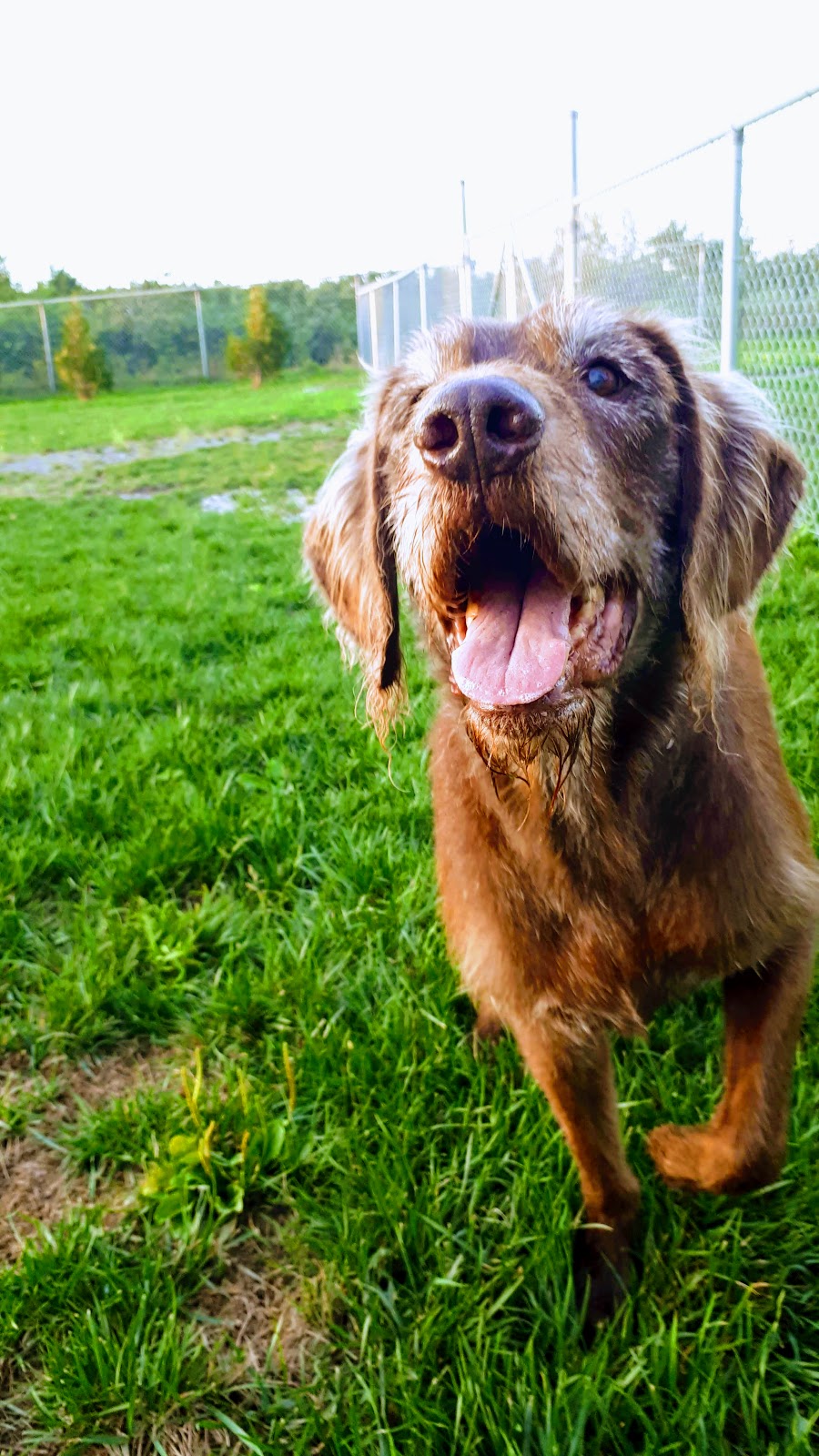 Leash Free Pelham Dog Park | 1671 Centre St, Ridgeville, ON L0S 1M0, Canada