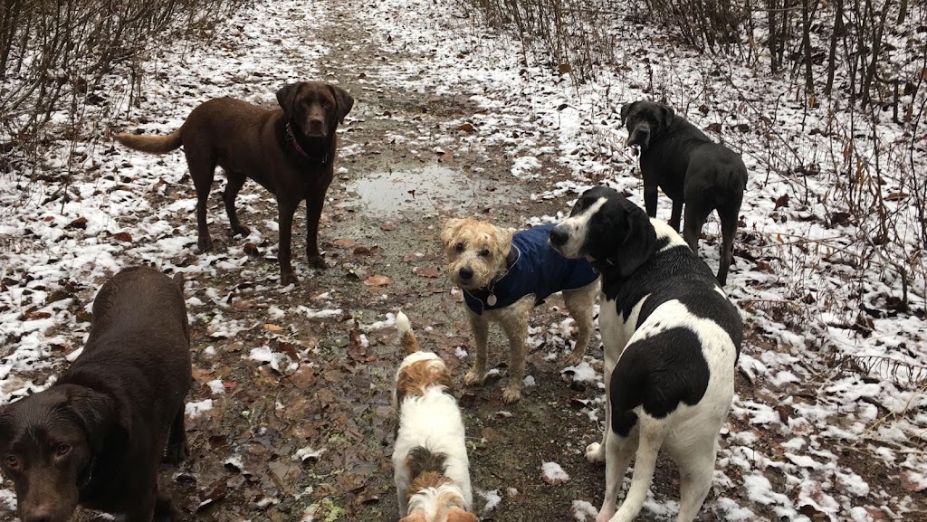 Trail Dogs | Pemberton, BC V0N 2L2, Canada | Phone: (604) 905-9273