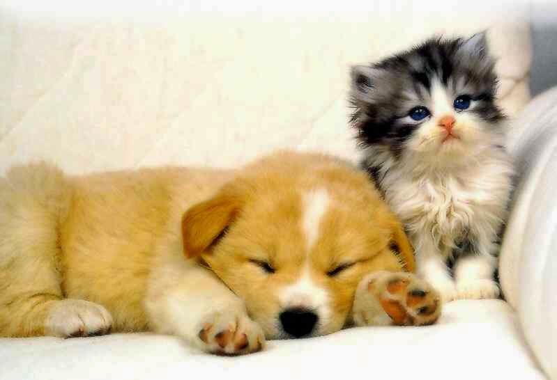 Westheights Veterinary Hospital | 450 Westheights Dr Unit #1, Kitchener, ON N2N 2B9, Canada | Phone: (519) 742-7387
