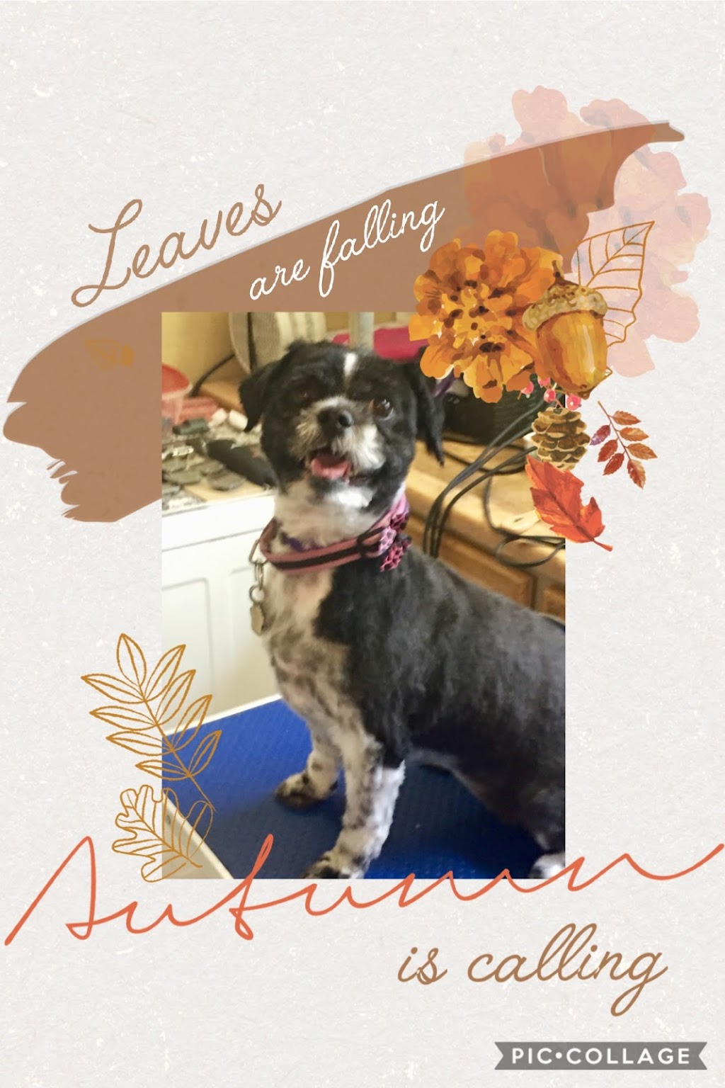 Paw Prints Grooming | Box 301, 15 Roberts Ave, Sandy Hook, MB R0C 2W0, Canada | Phone: (204) 223-2678