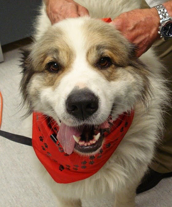 Canadian Animal Blood Bank | 2055 Notre Dame Ave, Winnipeg, MB R3H 0J9, Canada | Phone: (204) 632-2586