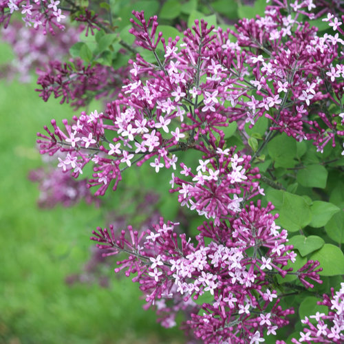 Yesterdays Garden | 401328 Grey County Rd 4, Hanover, ON N4N 3B8, Canada | Phone: (519) 364-5393
