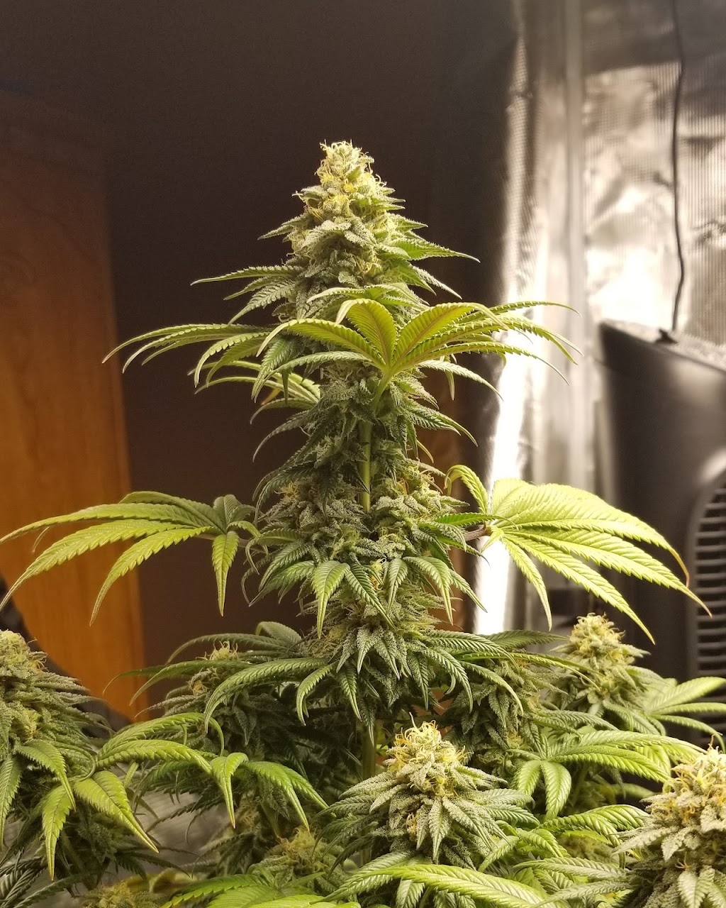 Cronk Grow Nutrients | 560 NB-100, Nauwigewauk, NB E5N 6Z8, Canada | Phone: (855) 276-6549