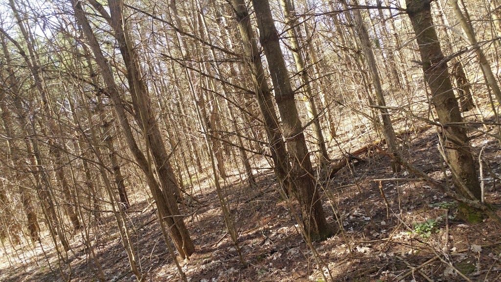 Crown land trail | 2665-2703 Queen St, Wilmot, ON N0B, Canada