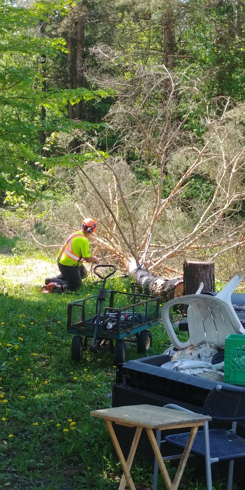 Integrated Woodlot Management | 32 Line 4 South, Oro-Medonte, ON L0L 2L0, Canada | Phone: (705) 735-2100