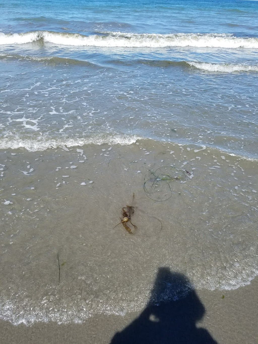 West Beach County Park | 2407 W Beach Rd, Oak Harbor, WA 98277, USA