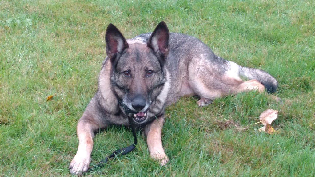 Pacific Northwest Kennels | 24243 0 Ave, Langley Twp, BC V2Z 2Y9, Canada | Phone: (604) 510-3618